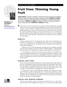 Fruit Trees: Thinning Young Fruit 8 0 4 7