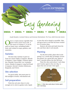 Easy Gardening • OKRA