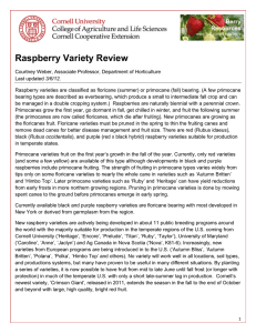 Raspberry Variety Review Berry Resources