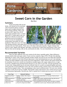 Sweet Corn in the Garden Summary