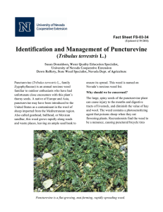 Identification and Management of Puncturevine Tribulus terrestris Fact Sheet FS-03-34