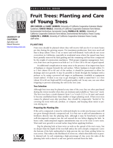Fruit Trees: Planting and Care of Young Trees 8 0 4 8