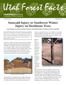 Sunscald Injury or Southwest Winter Injury on Deciduous Trees
