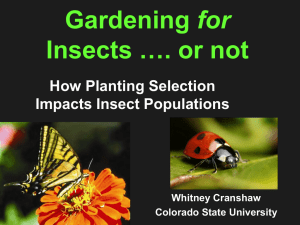 for Insects …. or not How Planting Selection Impacts Insect Populations