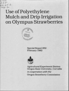 Use of Polyethylene Mulch and Drip Irrigation on Olympus Strawberries