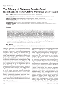 The Efficacy of Obtaining Genetic-Based Identifications from Putative Wolverine Snow Tracks