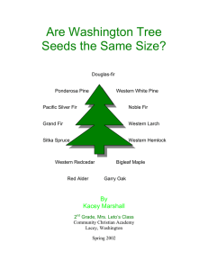 Are Washington Tree Seeds the Same Size?