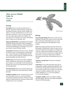 Abies procera Noble fir Pinaceae ABPR