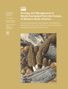 Ecology and Management of Morels Harvested From the Forests