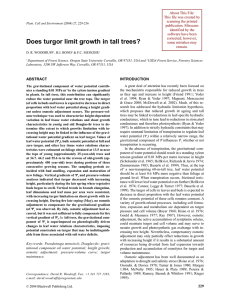 Does turgor limit growth in tall trees?