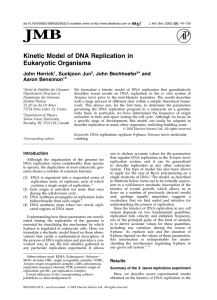Kinetic Model of DNA Replication in Eukaryotic Organisms * and John Herrick