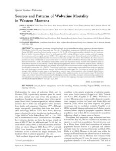 Sources and Patterns of Wolverine Mortality in Western Montana Special Section: Wolverine