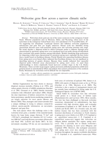 Wolverine gene flow across a narrow climatic niche M K. S ,