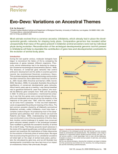 Review Evo-Devo: Variations on Ancestral Themes Leading Edge E.M. De Robertis