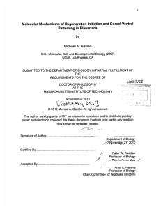 A~cNr1~J$ Molecular Mechanisms  of Regeneration  Initiation and  Dorsal-Ventral by