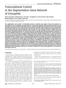 Transcriptional Control in the Segmentation Gene Network of Drosophila