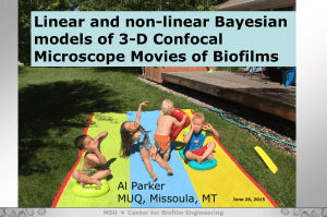 Linear and non-linear Bayesian models of 3-D Confocal Microscope Movies of Biofilms