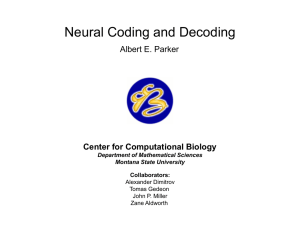 Neural Coding and Decoding Center for Computational Biology Albert E. Parker