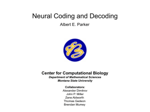 Neural Coding and Decoding Center for Computational Biology Albert E. Parker