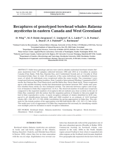 Recaptures of genotyped bowhead whales Balaena mysticetus