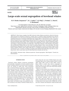 Large-scale sexual segregation of bowhead whales