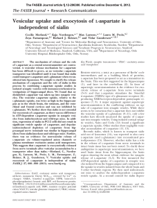 Vesicular uptake and exocytosis of -aspartate is independent of sialin The FASEB Journal