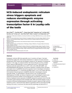 hCG-induced endoplasmic reticulum stress triggers apoptosis and reduces steroidogenic enzyme expression through activating