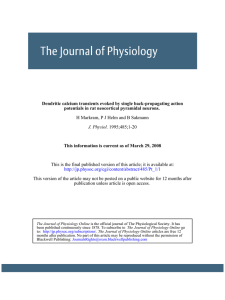Dendritic calcium transients evoked by single back-propagating action
