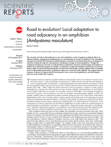 Road to evolution? Local adaptation to road adjacency in an amphibian (