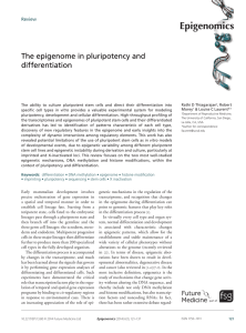 The epigenome in pluripotency and differentiation