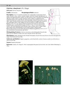 Galerina vittaeformis Family Morphological Habit Description