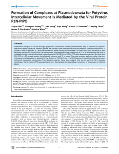 Formation of Complexes at Plasmodesmata for Potyvirus