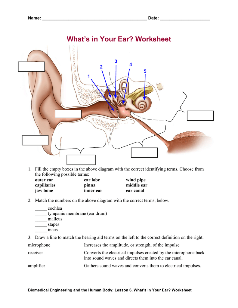 Your Ear Diagram - Human Anatomy