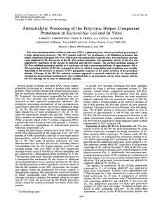 Proteinase Autocatalytic Processing of in Escherichia coli and Vitro