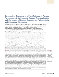 Comparative Genomics of a Plant-Pathogenic Fungus, Pyrenophora tritici-repentis, Reveals Transduplication