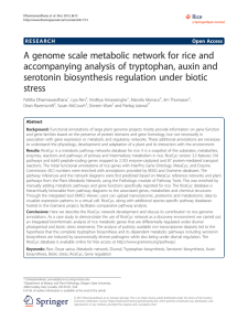 A genome scale metabolic network for rice and