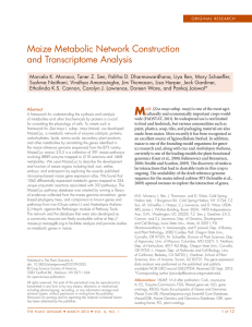 Maize Metabolic Network Construction and Transcriptome Analysis
