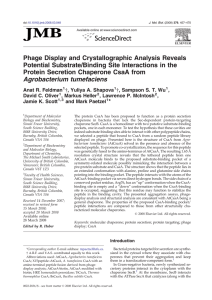 Phage Display and Crystallographic Analysis Reveals