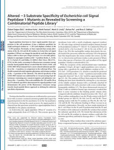 Altered Peptidase 1 Mutants as Revealed by Screening a Combinatorial Peptide Library
