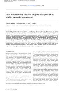 Two independently selected capping ribozymes share similar substrate requirements