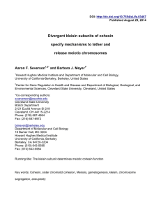 Divergent kleisin subunits of cohesin specify mechanisms to tether and