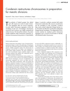 Condensin restructures chromosomes in preparation for meiotic divisions JCB: