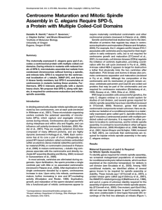 Centrosome Maturation and Mitotic Spindle C. elegans