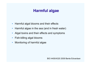 Harmful algae