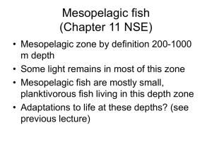 Mesopelagic fish (Chapter 11 NSE)
