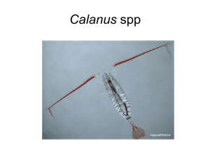Calanus