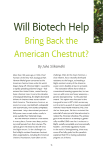 Will Biotech help Bring Back the American chestnut?