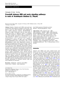Arabidopsis thaliana Crosstalk between ABA and auxin signaling pathways in roots of