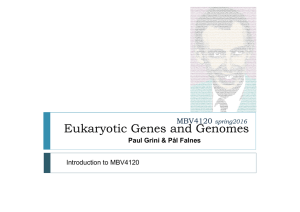 Eukaryotic Genes and Genomes MBV4120  Paul Grini &amp; Pål Falnes
