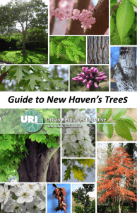 s Guide to New Haven’s Tree URI Urban Resources Initiative